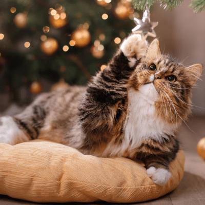 PET BEDDING